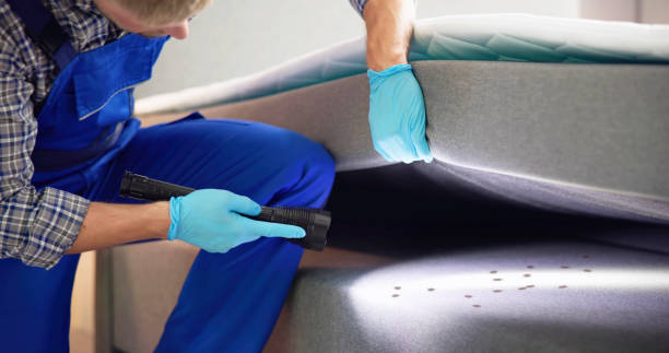 Wasp Removal Services in Frederick, OK